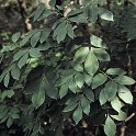 Fraxinus ornus